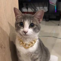 จีจี้ ชอบแตกสามตัว 368 🫶🏻 (@geegee368) 's Twitter Profile
