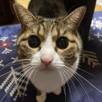 PONKITI (@gqhbxnywohy3moo) Twitter profile photo