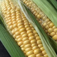 Russell Parry (@allotmentshow) 's Twitter Profile Photo