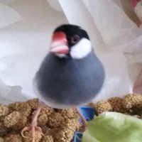 あいのの (@w2xvm9yfpzyy9i4) 's Twitter Profile