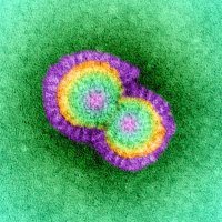 H5N1 (@h5n1_official) 's Twitter Profile