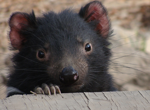 TassieTours's profile picture. Unique Tassie Tours provide small group day tours in Tasmania. Experience personalised tours with great customer service.