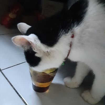 dlcs_matcha's profile picture. 