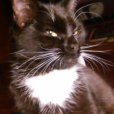 Gnus2Me2's profile picture. As a reporter in recovery, I'm a skeptic by nature and a cynic by experience, I'm holding tight to the trees surrounding my little home.