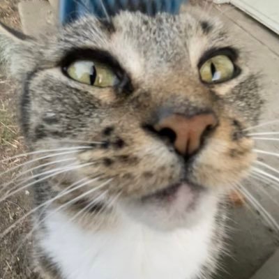 kipoさんのプロフィール画像