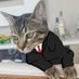 Babidi Advogados 🖤 (@felinoadvocacia) Twitter profile photo Babidi Advogados 🖤 (@felinoadvocacia) Twitter profile photo