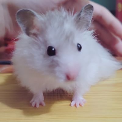 奶兔言移民了*:･✧c(◕◎◕c)さんのプロフィール画像