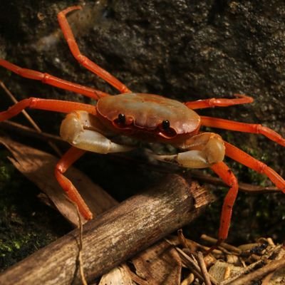 crustacean amateur
Photographing of freshwater crabs in Asia
Exploring limestone forest
feeding saltwater crabs
origami maker