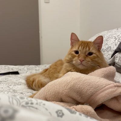 arantxa_02's profile picture. Well my cat knows me better than I know myself so I'm gonna let it do all the talking. Update: ya tengo 2 gatos.