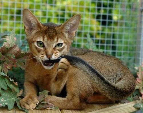 Layske's profile picture. 