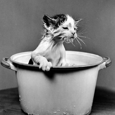 ou7TSiaP5sz3VD9's profile picture. koekoeを良く聞くので専用アカウントを作ってみましたー たまに声をここであげるかもでーす