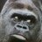 BenBedingfield's profile image