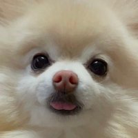 きなこ氏 (@pomekinako_1220) Twitter profile photo