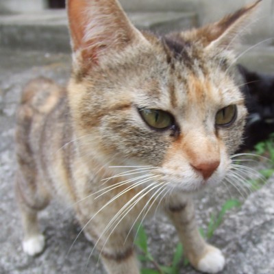 futograph's profile picture. 家電系メーカのエンジニア(HW, RF)です。趣味は写真や電気系あれこれ。音楽聞きに行くのも大好きです！