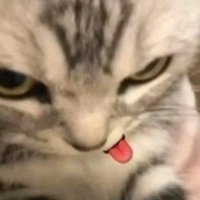 meetha karela (@beeeejass) 's Twitter Profile Photo meetha karela (@beeeejass) 's Twitter Profile Photo