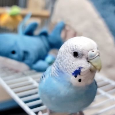 セキセイインコのぷよチャンの飼育記録まんが。
サメと暮らすインコちゃん
2022年3月生まれの気まぐれ女子。
2022年 7/27からお迎え( ˙꒳​˙ )
飼い主( @okikuro_ )