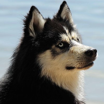 kurosibakento's profile picture. FF14のRamuhで地下工房に籠るドワーフ族です
ご飯の画像とかFF14のスクショを張ったり（’’
最近は毒ばっか吐いてる気がする（’’