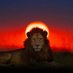 Afrikaah Seun 🦁🌍⚔️ (@rwandafulrw) Twitter profile photo Afrikaah Seun 🦁🌍⚔️ (@rwandafulrw) Twitter profile photo