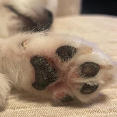 gomenyashite250's profile picture. 30年ぶりにバイクに乗りたいと思い立ち、普通自動二輪（MT）免許を取得！アイコンはワンコ氏の滅多に見れない肉球🐾