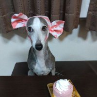 ペローナ (@mintfizz) 's Twitter Profile