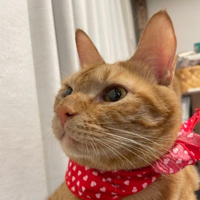 naomo_karaage's profile picture. カレーとグミとからあげが好き｜アウトドアに憧れるインドア｜趣味は趣味探し｜ #マーケティング採用 #人事 #採用 #転職 #人事と繋がりたい｜発言は個人の見解です