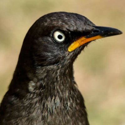 onlyangrybird's profile picture. 