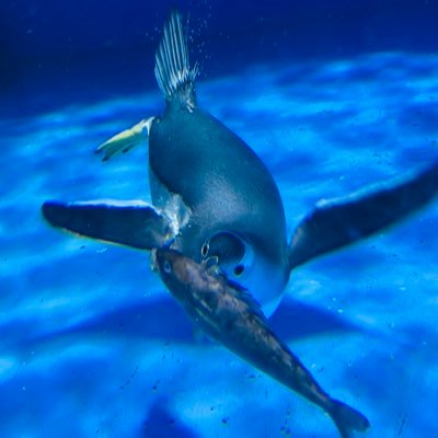 もんしょさんのプロフィール画像