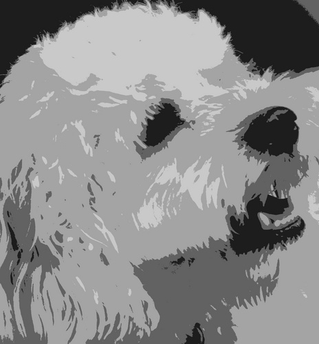 Cockapoo. Lover, Poet & Strategist.  Guardian of My Domain.
Enemy of the Squirrel. 
Friend of Man. 
Finder of Dropped Food.