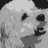 ElvisTheCockapo's profile image