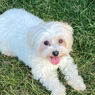 Christiano92's profile picture. Software Mode