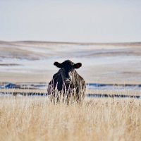 JP Farm and Ranch (@jpranch6708) 's Twitter Profile