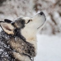 Wolfpak56(@Wolfpak561) 's Twitter Profileg