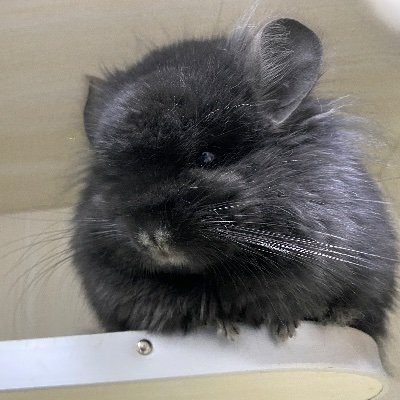 Wusging's profile picture. 