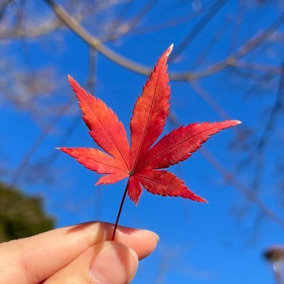 浮上低いけどTLは舐めるように見てます、生きてます(＾ν＾)