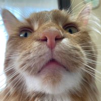 🕯uminyanko⁺🕶🩴🦀🪓💍 (@uminyanko0622) 's Twitter Profile