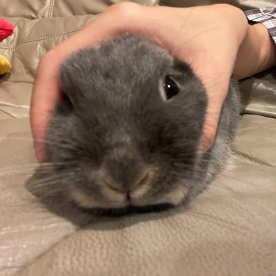 arianabunbunbun's profile picture. 