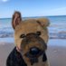 Oakley’s Plush Rescue (@PlushieRus) Twitter profile photo