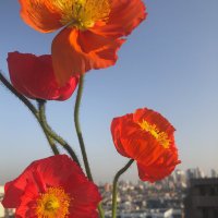 おまめ🌷1y🇺🇸 (@omametokyo) 's Twitter Profile