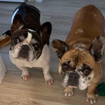 I’m Arthur. I’m deaf. I have a new sissy Lois.I Volunteer for the French Bulldog Rescue Network. Follow along, smiles are contagious!