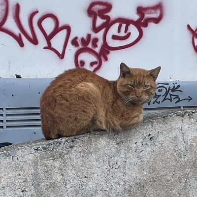 HomelessPawpaw's profile picture. 