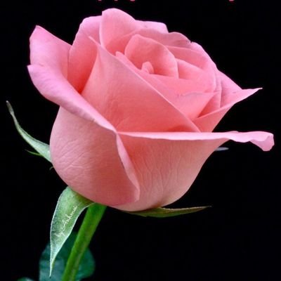 Pak89426976's profile picture. 