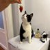 бабулева переменная 🐢 (@tuxedocat497) Twitter profile photo бабулева переменная 🐢 (@tuxedocat497) Twitter profile photo