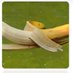 BananenFisch (@fisch_bananen) Twitter profile photo BananenFisch (@fisch_bananen) Twitter profile photo