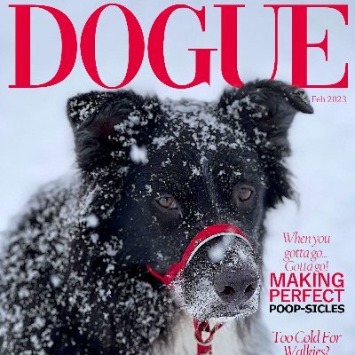 To Request a Magazine Cover, Read pinned tweet.

Tips are welcome: https://t.co/N43P3P5qOF - Your contributions will be help for Food, Water & Meds for Dogs in Mexico.