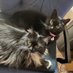 Catsaregreat (@wendy80922) Twitter profile photo Catsaregreat (@wendy80922) Twitter profile photo