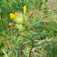 StableGrass Project (@stablegrass) 's Twitter Profile