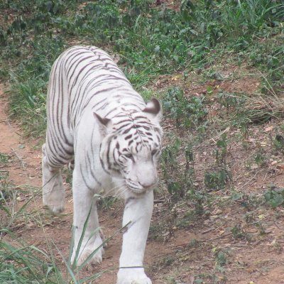 SujathaIyer11's profile picture. 