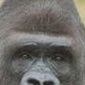 ape with thoughts, friend of monkapes an other primates 🍌🥥🍓

🍒 @DonateToPrimate