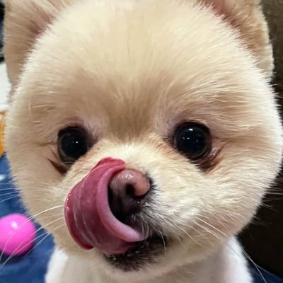 ポメラニアン🐶琥珀アカウント/3歳になりました/3.6kg/7月1日生まれ/人好きお外嫌い内弁慶な琥珀です/無言フォロー失礼します