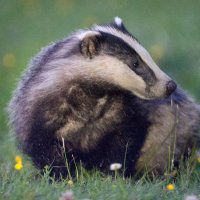 Cùra (@curaguardian) 's Twitter Profile